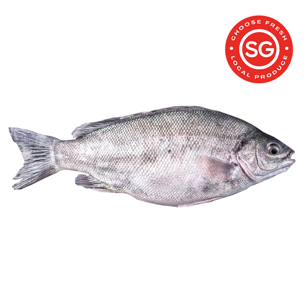 LSSI Jade Perch 宝石鲈 LSSI by Long Star