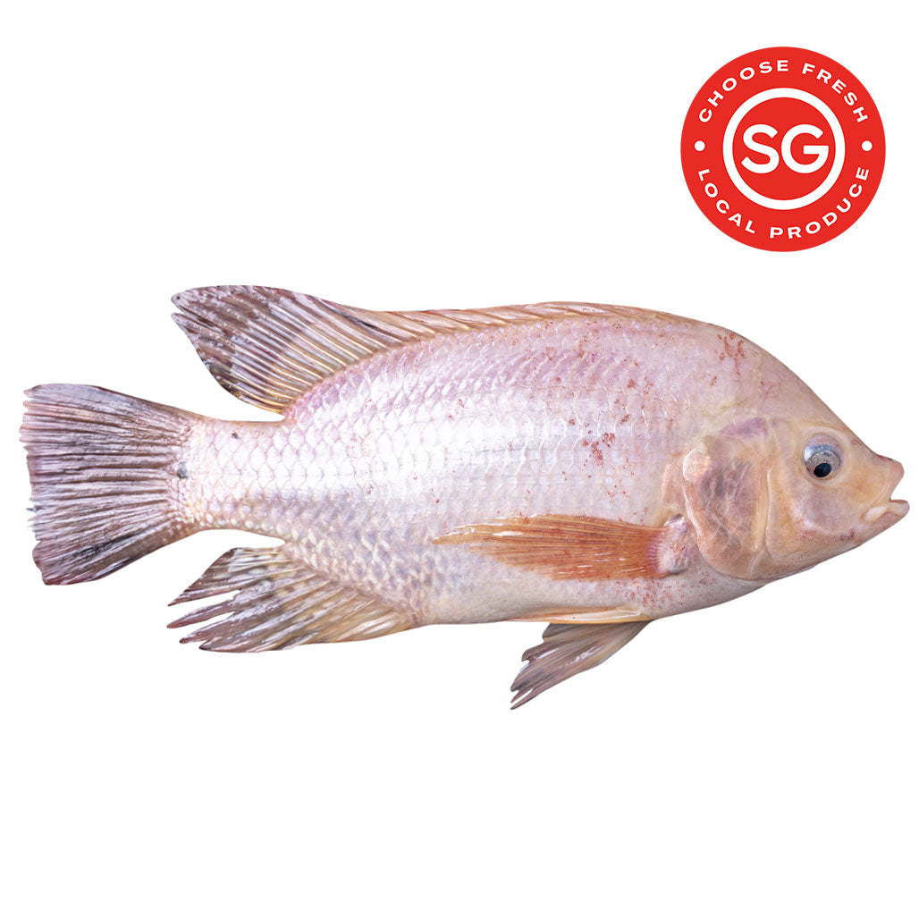 
                  
                    LSSI Red Tilapia_尼罗红_Code No: 1000
                  
                