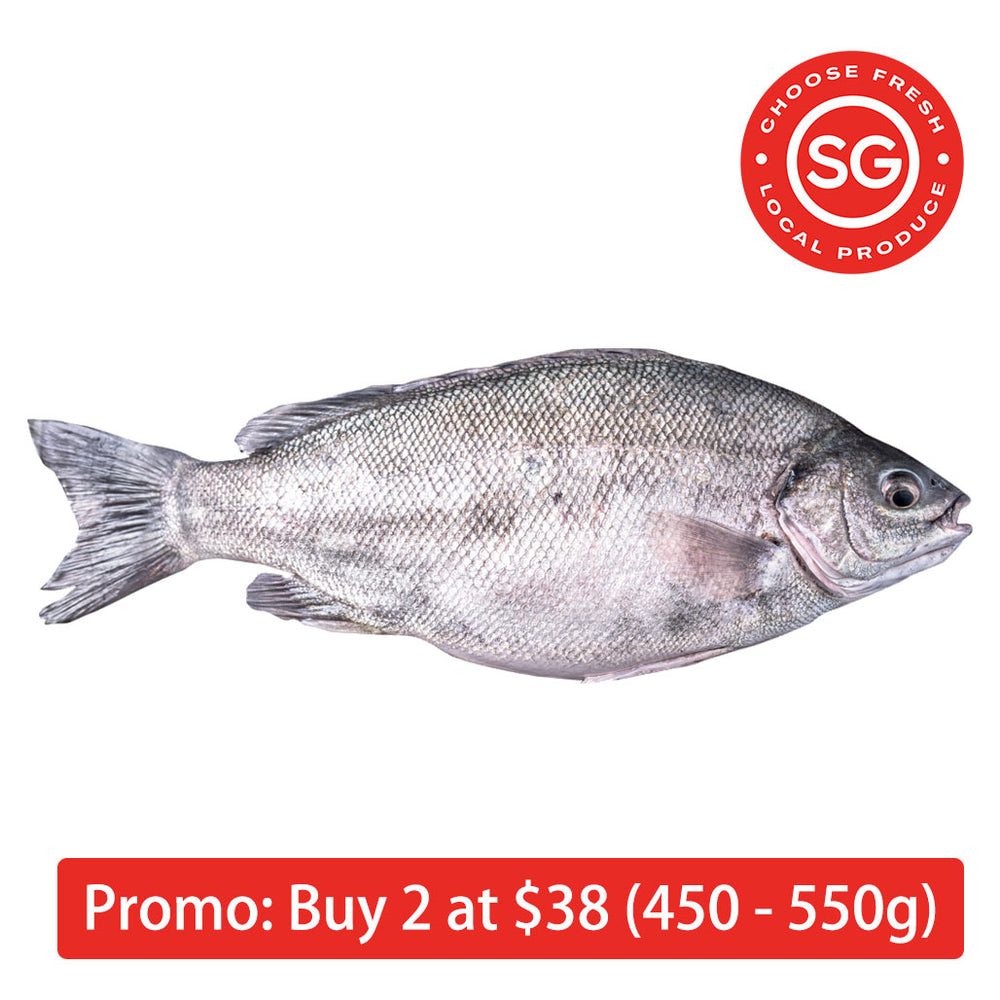 LSSI Jade Perch_宝石鲈_Code No: 1001