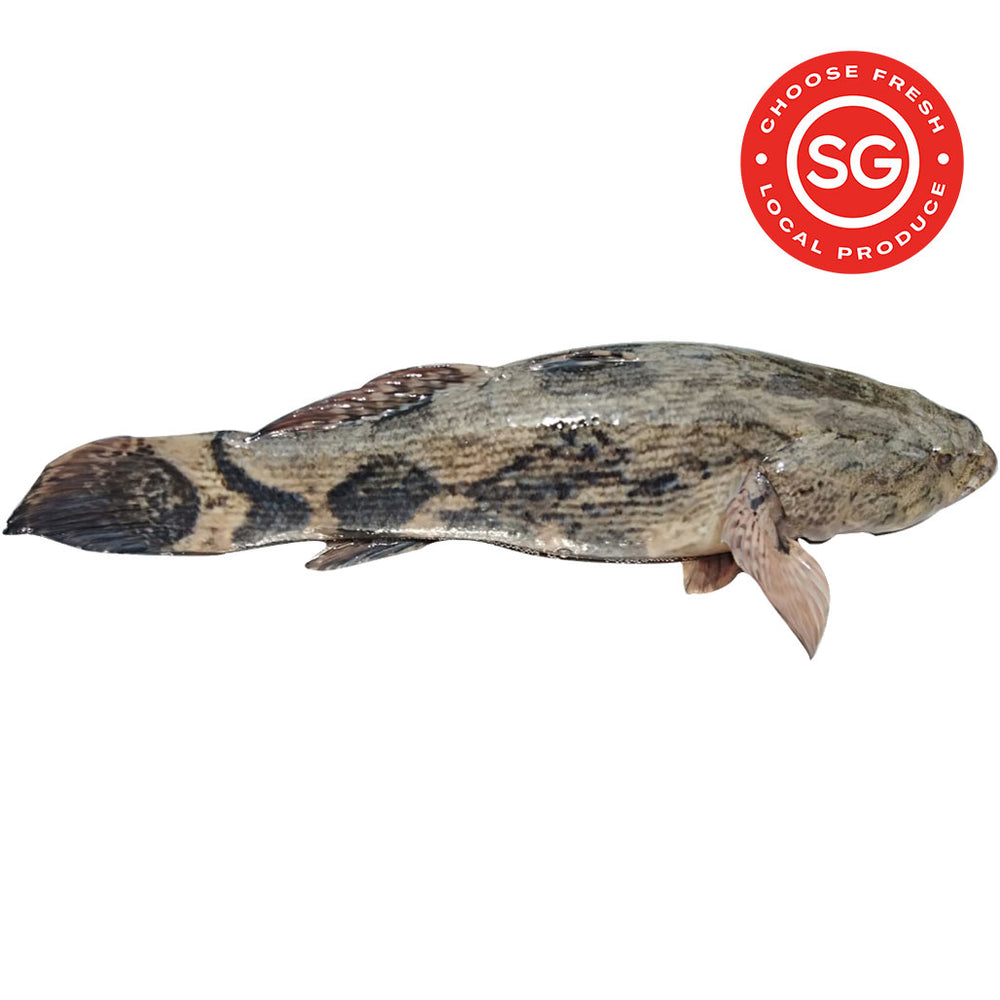 LSSI Marble Goby (Soon Hock)_笋壳鱼_Code No: 1003