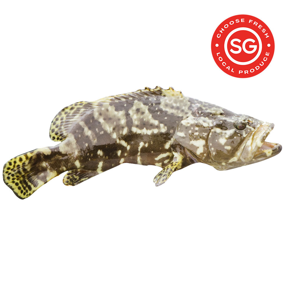 LSSI Hybrid Grouper (Long Hu)_龙虎班_Code No: 1004