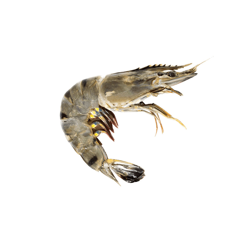 Tiger Prawn Live/Fresh/frozen_( 28pcs to 36pcs per KG)老虎虾_Code No: 3008