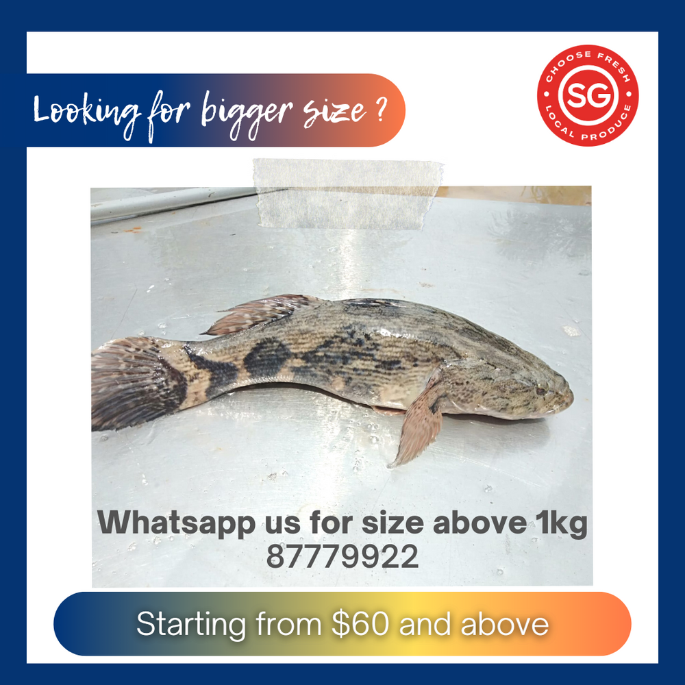 
                  
                    LSSI Marble Goby (Soon Hock)_笋壳鱼_Code No: 1003
                  
                