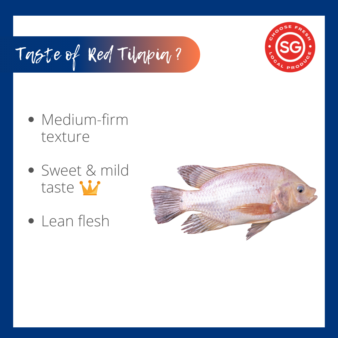 
                  
                    LSSI Red Tilapia_尼罗红_Code No: 1000
                  
                