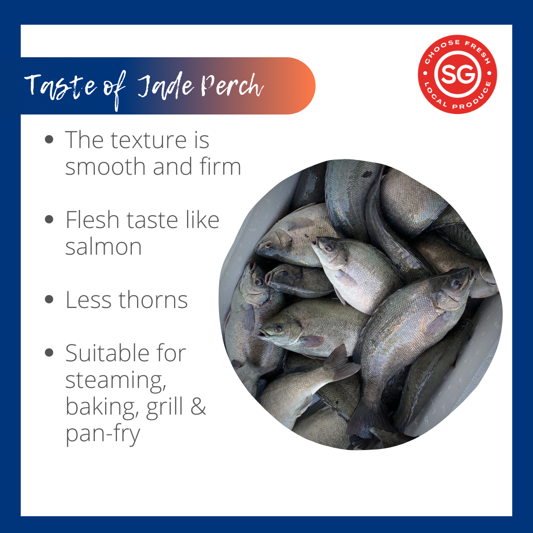 
                  
                    LSSI Jade Perch_宝石鲈_Code No: 1001
                  
                
