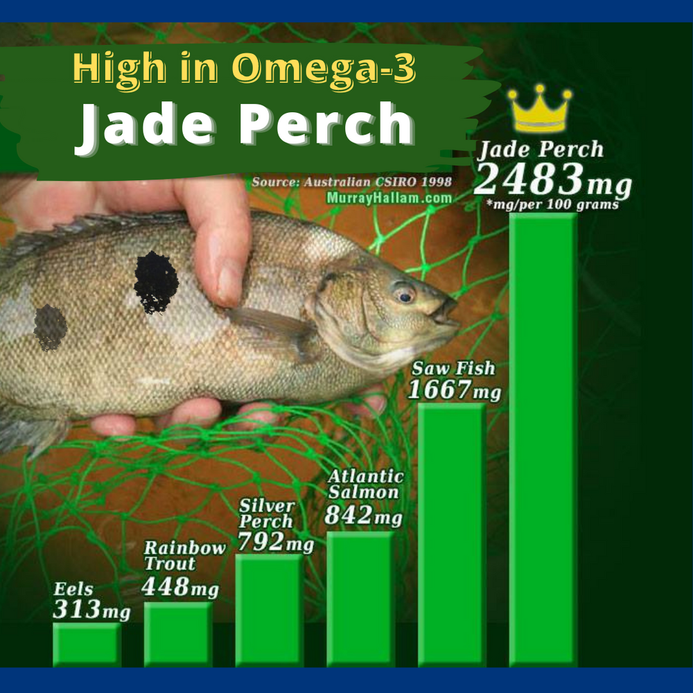 
                  
                    LSSI Jade Perch_宝石鲈_Code No: 1001
                  
                